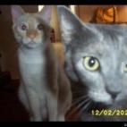 Iam Wong:They are aways wondering what I'm doing. Bast (front) is the prim & proper princess & Mihos is the treasure hunter if it's shiny he's taking it.