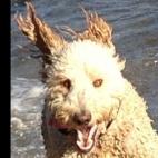 cjmeyer:The mad dog of Little Dume