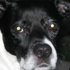 Chetti53:Sweetest pup