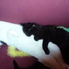 candlesmp:They like to snuggle!