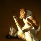 denmanjum:Dog Hypnotist