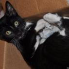 MiseryChick:Minnie loves hanging out in boxes!