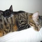 reidvisions:Dreaming Hairies