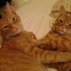 myabigail:Rescued litter mates pose for the camera. "We eat cute for breakfast."