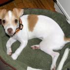 JoeLosFeliz:We gave this puppy to my parents. My mom named him Ringo for reasons that are too complicated to go into. He's so cute, even my dad likes him!