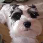 Costello00:Most lovable little guy