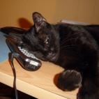 DG3:Feline Tech Support