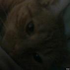 Diane Purcell:A typical ginger tabby, Yellowdawg has quite the attitude...unless she wants to put on her 'babyface" and get some loving.