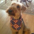 Diane Purcell:After a near-fatal Brown Recluse bite, she has proven herself to be the strongest dog with the biggest heart :)