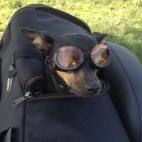 Wile E:Everywhere we go, people are always taking her picture. She loves to ride!