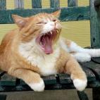 mutton:Ollie rules the neighborhood!