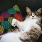 mxwing:Our formerly-feral rescue cat has decided it's cool to be a house cat after all.