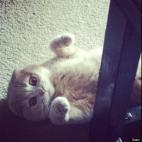 Sara Thiesson:My Scottish Fold Vega.