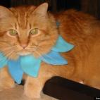 cricketdog08:Adopted at one year old, Ceasar is now eleven and still loves everyone.