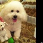 Kelly Gartner:My Bichon, Coco, and her lookalike Christmas ornament.