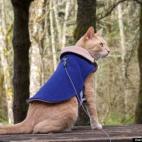 Nomy Spring:Otis has taken 4 cross country trips with me. On this one, we also did a fair amount of camping. Isn't he fabulous?