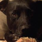 Carol Guidry:We found Wilbur at 6 mo. wandering a busy street. When it became clear he didn't belong to anybody we hunkered down on the sidewalk with him wondering what we should do. Once Wilbur sat in my boyfriend's lap it was decided, he was...