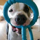 lowercase b:Our loveable American Bulldog will stand in front of us and not move until we play with him!