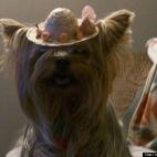 blackdogadoga:Lily is smiling because she knows she is so cute!