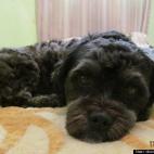 doorandbreath4me:My adorable dog, Courage.