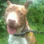 ruby76:At 3 years old, Jack was on death row at the local pound, no idea why. At 7 he is perfectly well-behaved and even lets the cats sleep on top of him.