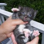 ruby76:His pregnant mother came to me from a horrible shelter. She and most of her kittens were adopted, but this boy is still here at 4 years old! Sometimes I call him "Jazz Hands".