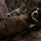 ruby76:She is not named for the sausage, but for her cinnamon color, but she is definitely a little piggie. Dumped at a rural shelter 11 months old having recently given birth. Puppies weren't with her. She is a pampered couch potato now!