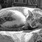 Nick Rasmussen:My lil' boy Boris, napping on a sunny afternoon!