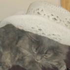 smitty1958:looking for a bullride