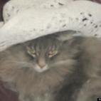 smitty1958:she likes to ride bulls