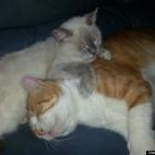 LIBERALandProudOfIt:We adopted these two stray cats after feeding them outside for a month. We would watch them and they were closer and more loving to each other than we had ever seen in cats. After awhile we figured out that Little Girl (the t...