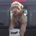 Bethadone:Marty was picked up as a stray in San Bernadino, CA and now lives in Edmonton, Alberta and loves the snow!