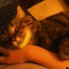 Liz Delfing:Cuddling while I work on my computer.