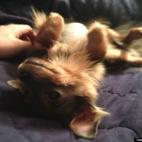 quasimodo2:The sweetest Pomeranian puppy ever - She'd been in a shelter unadopted for 8 months - but after just a short while in our home we have realized that maybe she was just waiting for the time to come to rescue us from the hole that we ha...