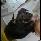 Joya Beebe:Laughing at his own little puppy joke.