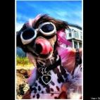 Darin Chambers:Who let the dogs out~