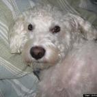 Axekick:Rescue dog who loves life and every single minute of every single day. Jack has no enemies, loves everyone, also loves rawhide, toys, other dogs, long walks, sleeping with humans, loves waking each morning, stretching and going for his m...