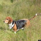 Todd French:Did someone say rabbit?