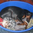 sergeparis75015:Alphe et Billy