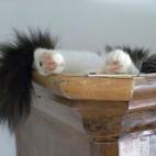 choupa:J'ai demandé à ma p'tite chérie de venir poser, elle a pas voulu descendre !!!.....