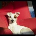 aperry1492:Twizzler, the royal JRT!