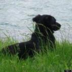 Janelle Jackson:My little love-bug... Passed away Oct 2012. Missing him every day.