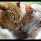 shpilkas:napping=love