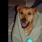 ajvYUL:Tyson playing in bed and being cute.