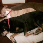 EllisIsland:It's tough being a dog.