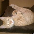 Ninja SpEd:Evil Stink-Eye...