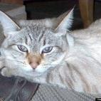 peachydeva:Our princess kitty, Miss Sweet Peaches resting on her Daddy's feet.