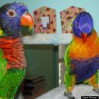 Scoop from the Coop:Let's Dance!