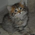 The Blue Donkey:Furby is a stray kitten we took in.