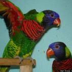 Scoop from the Coop:Preying!